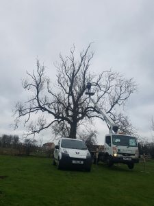 tree trimming