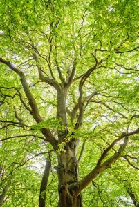 A tree showing the results of tree care services