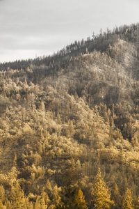 ash dieback, dying trees, diseased trees, what is ash dieback