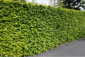 Hedge trimming and cutting in Newbury