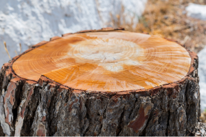 A tree stump after stump grinding