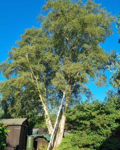 Butlers Arboriculture work