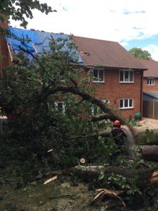 Emergency tree services
