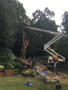 Tree work being done