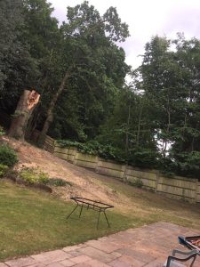 Tree that has been felled